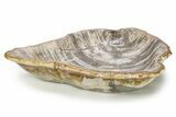 Bargain, Tropical Hardwood Petrified Wood Bowl - Indonesia #250178-2